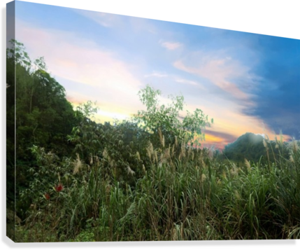 Grass Field Canvas Print - Printing (429x357), Png Download