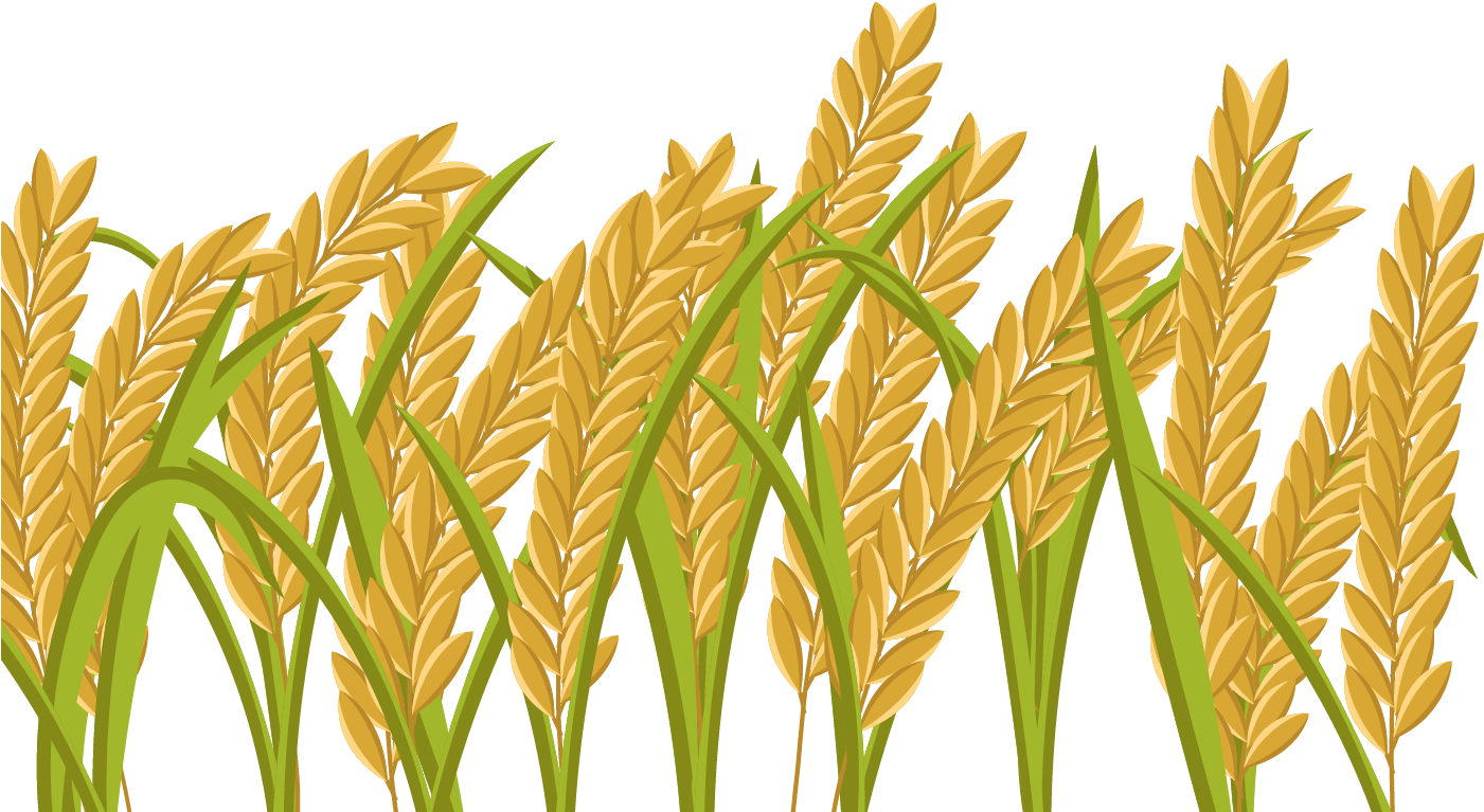 15 Grain Field Png For Free Download On Mbtskoudsalg - Rice Crop (1400x980)...