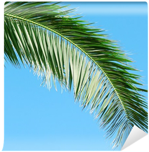 Palm Branch On Background Of Blue Sky Wall Mural • - Blue (400x400), Png Download