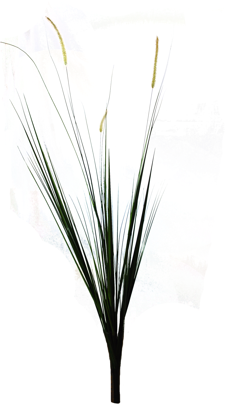 Palm-grass (1700x1700), Png Download