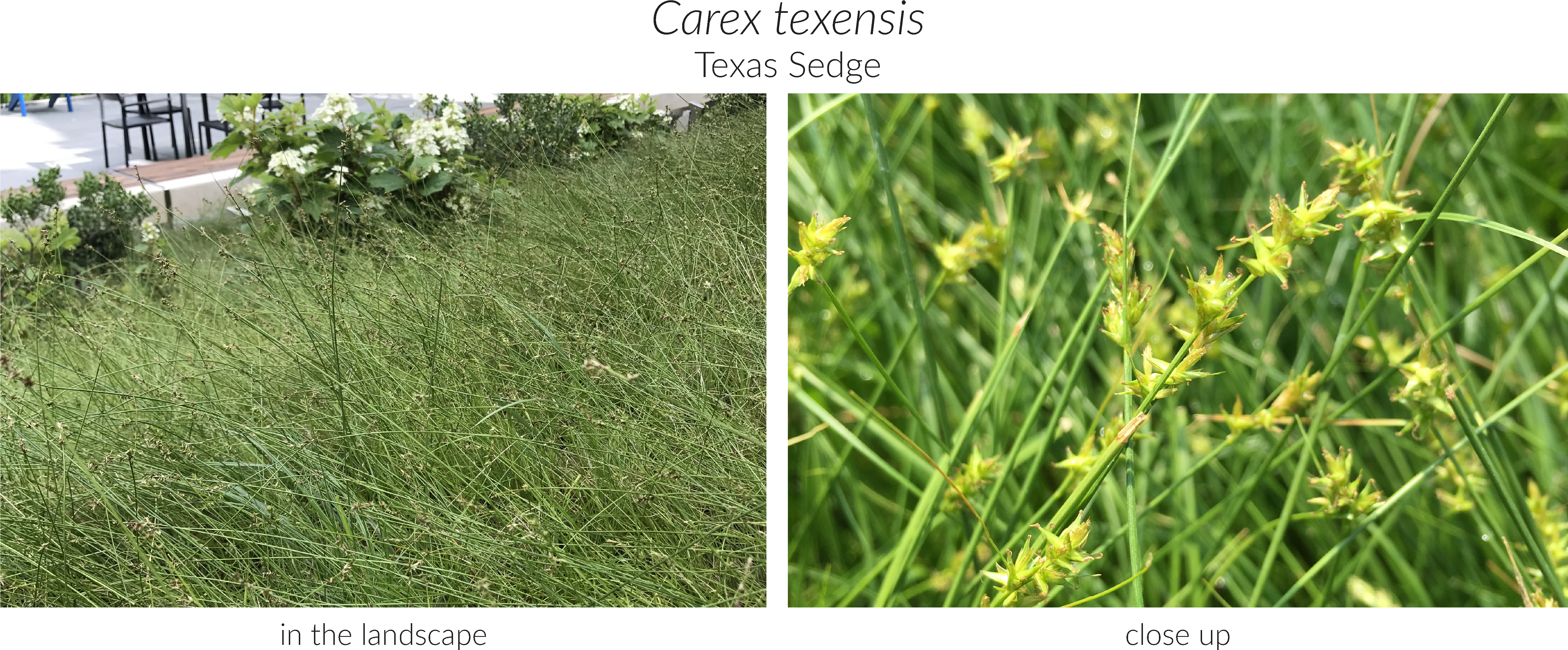 Click Here To See Our Full Carex Collection And Here (5493x2310), Png Download