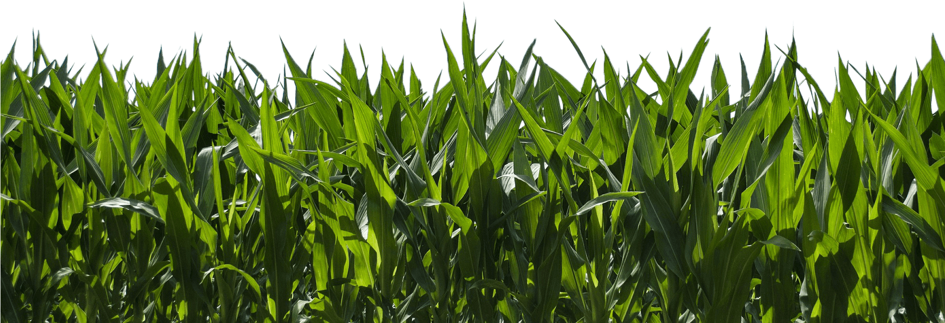 Corn-field - Corn Farm & Blue Sky (1920x730), Png Download