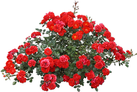 Tubes Trees / Shrubs / Foliage - Red Rose Bush Png (500x389), Png Download