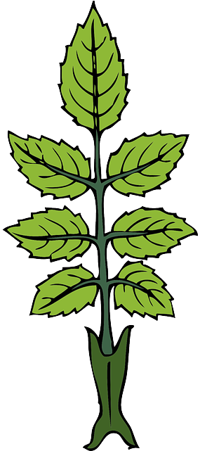 Green, Leaf, Rose, Branch, Tea, Wild, Leaves, Bush - Rose Leaves Clip Art (320x640), Png Download