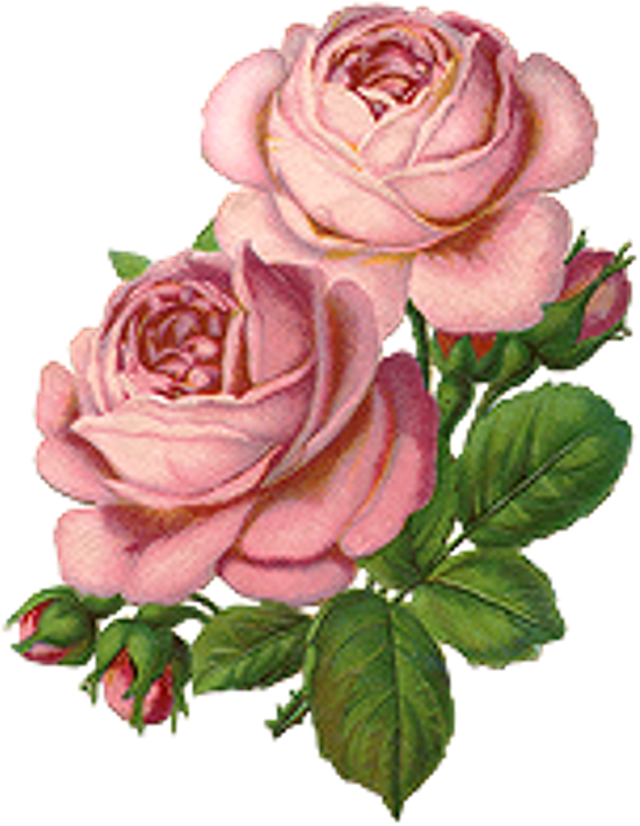 Flowers Roses Rose Plants Plant Flower Drawing Freetoed - Kavka Love You Burlap Indoor/outdoor Throw Pillow; (1024x1024), Png Download