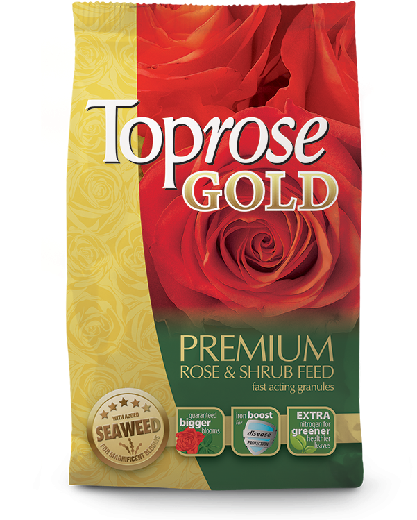 Next - Rose (600x756), Png Download