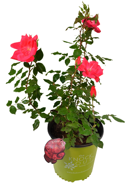 #2 Red Knock Out Rose Bush - Red Knock Out Rose Bush - Free Transparent ...