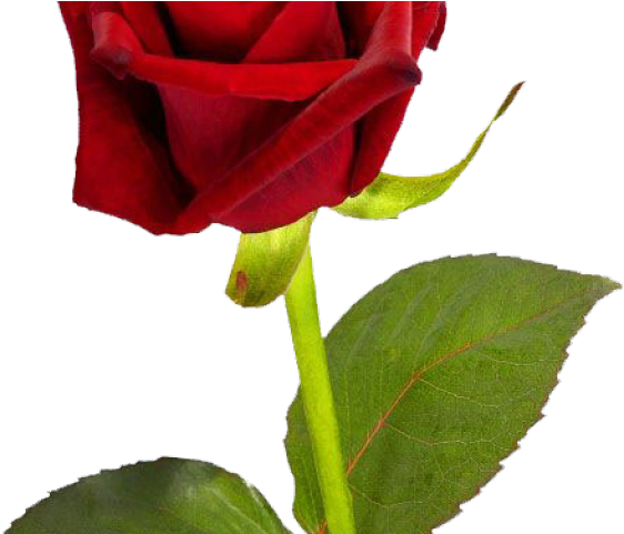 Rose Bush Clipart Simple Rose - Good Morning Single Rose (640x480), Png Download