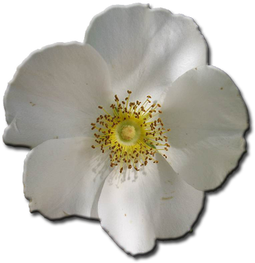Daryl's Cherokee Rose - Rosa Laevigata (400x400), Png Download