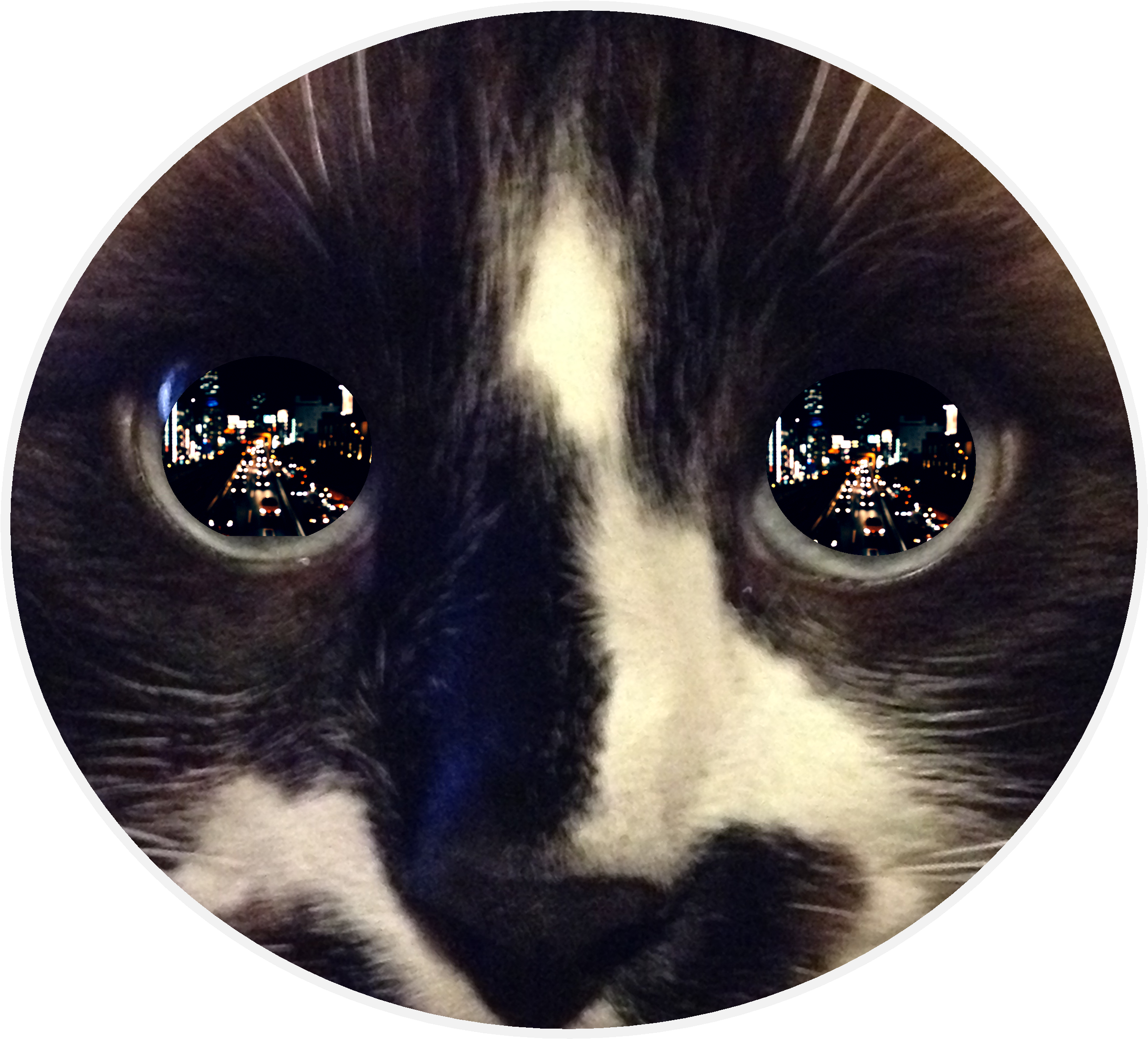 Cats Eyes A Reflective Perspective - Reflection In Cat's Eye (2511x2285), Png Download
