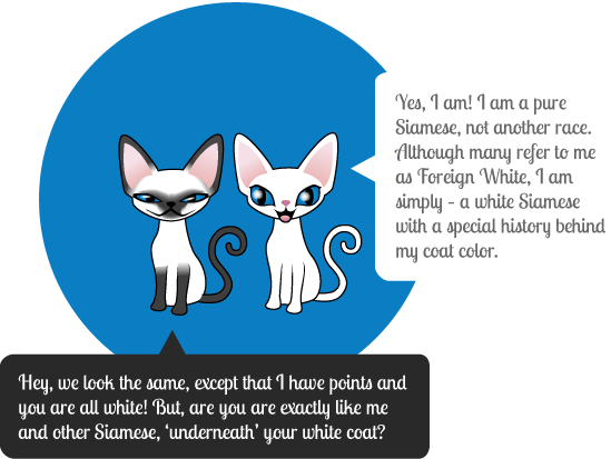 About Foreign White - Red Eye Albino Cat (549x413), Png Download