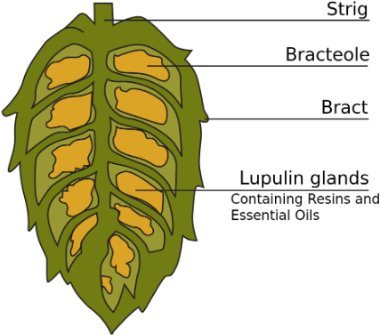 Cross Section Of A Hop Cone - Hops Used (584x409), Png Download