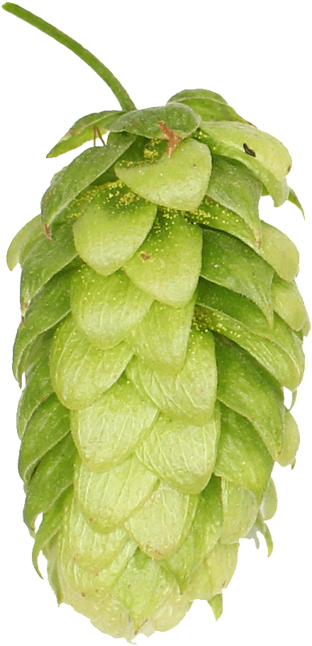 Seedless Fruit (638x1024), Png Download