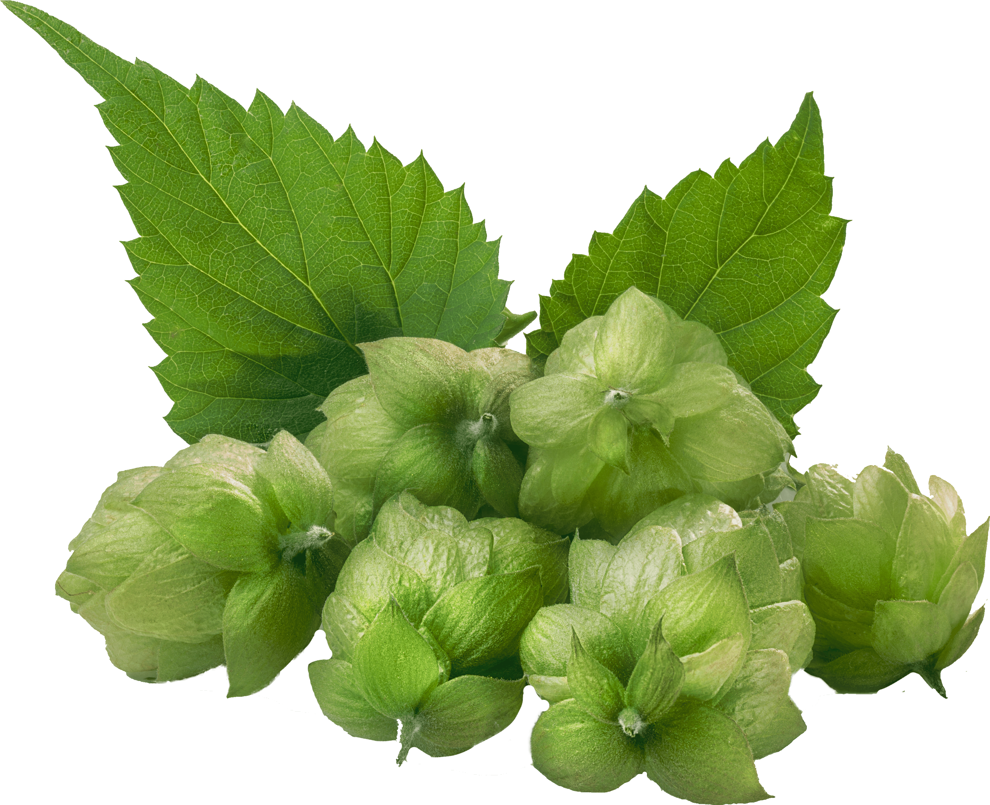 Hops 4550 Dark - Common Hop (4501x3601), Png Download