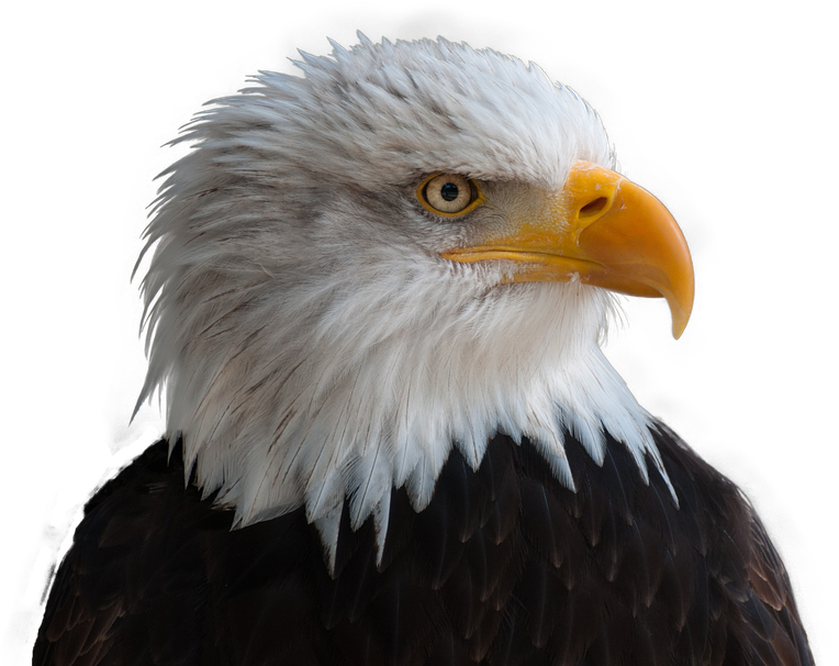 Bald Eagles, Adler, Bald Eagle, Bird, Raptor, Bill - Png Transparent Eagle Png (960x637), Png Download