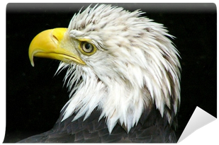Bald Eagle (400x400), Png Download
