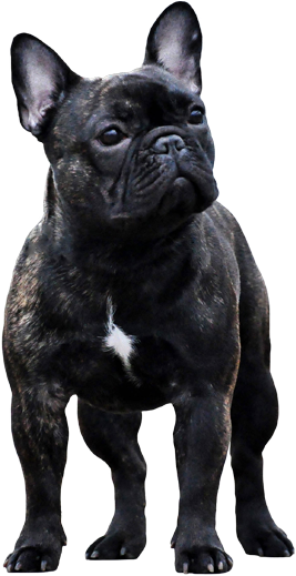 Welcome To - Black French Bulldog Png (457x524), Png Download
