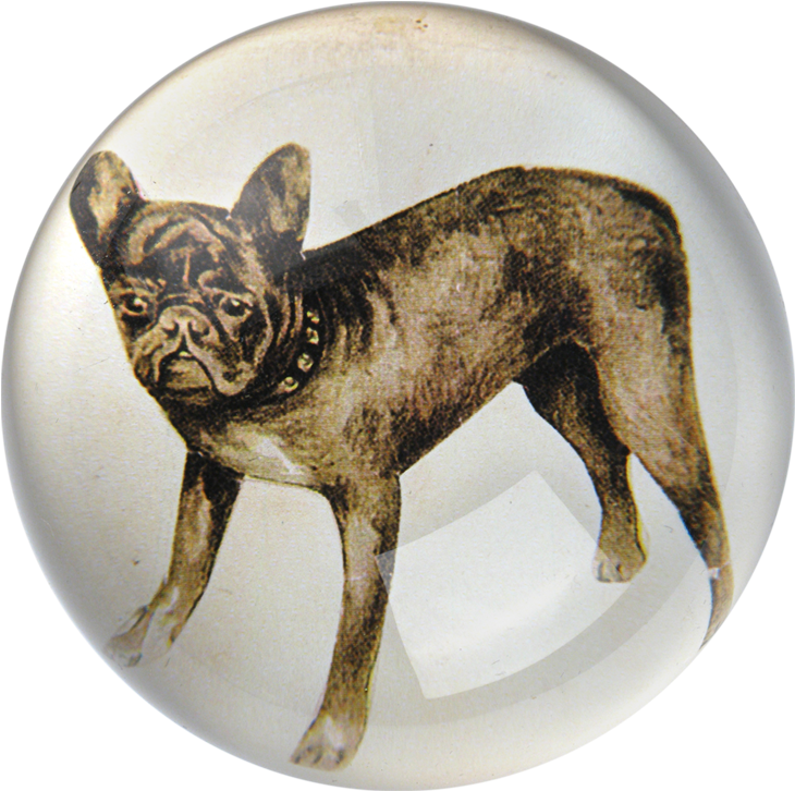 French Bulldog (800x800), Png Download