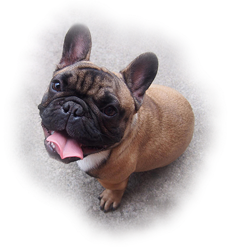 Brown French Bulldog Looking Up - French Bulldog (600x498), Png Download