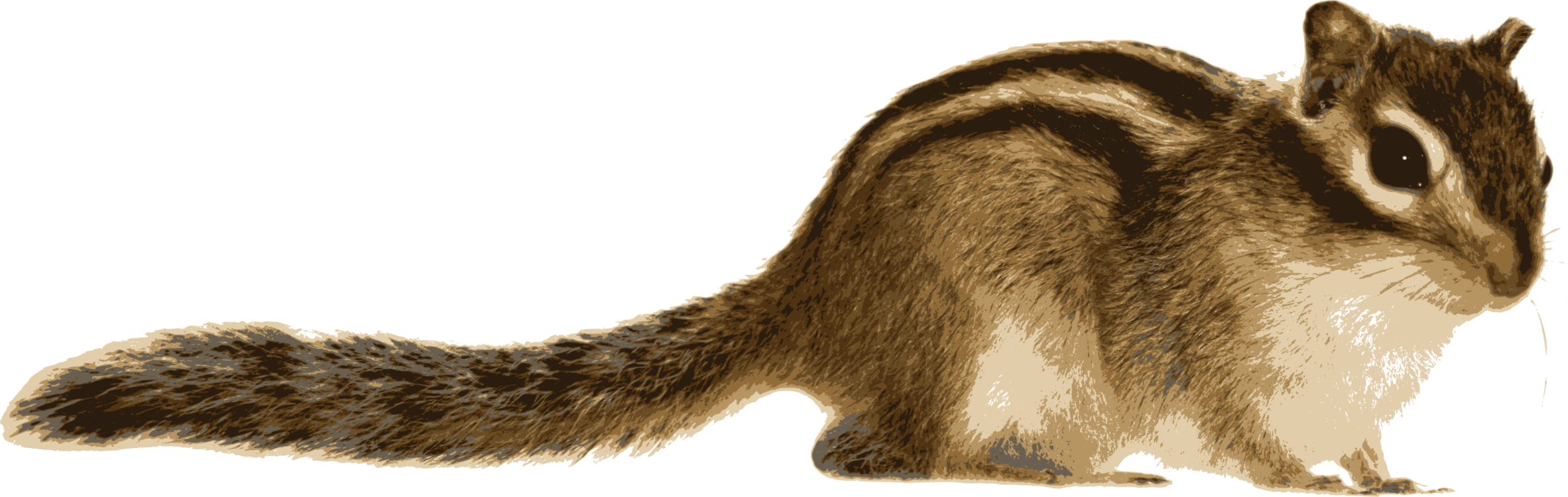 Tree Squirrel Siberian Chipmunk Computer Icons - Real Chipmunk Clipart (2365x750), Png Download