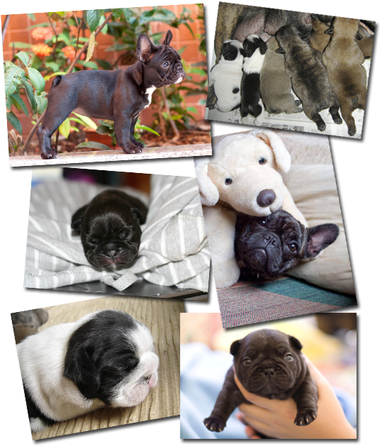 Vixbull French Bulldog Puppies - French Bulldog (535x648), Png Download