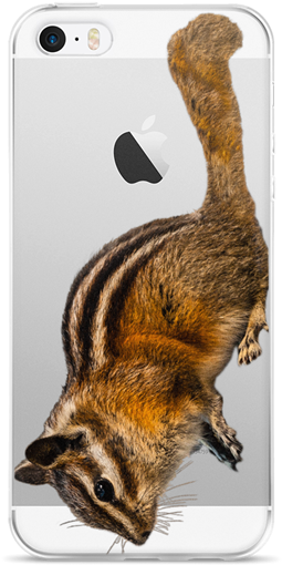 A Chipmunk Poses Near Mount Rainier In Washington State - Washington (600x600), Png Download