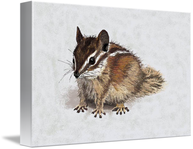 Charlie Chipmunk By Carole Boyd Clip Art Free - Drawing (650x504), Png Download