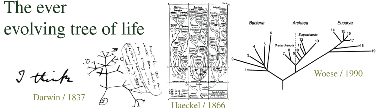 , Haeckel (1866), And Woese (1990)) - Darwin Tree Of Life (759x243), Png Download