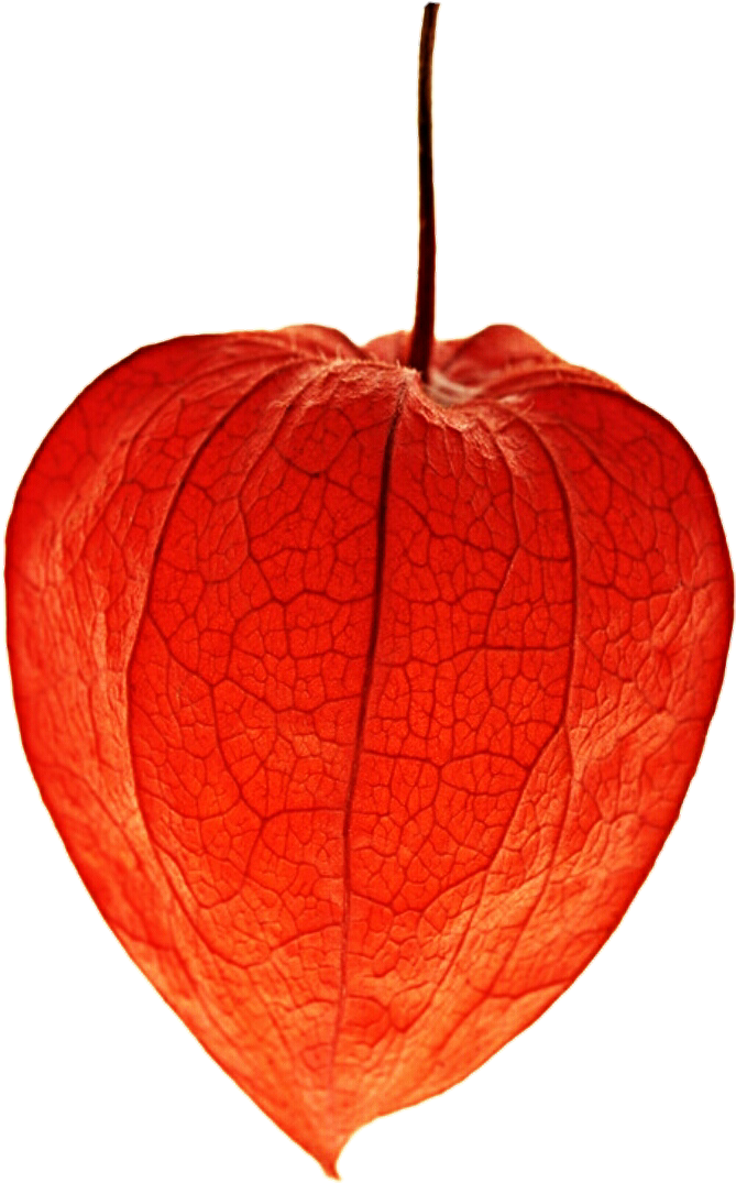 Freeuse Stock Chinese Lantern Clipart - Chinese Lantern Flower Png (711x1119), Png Download