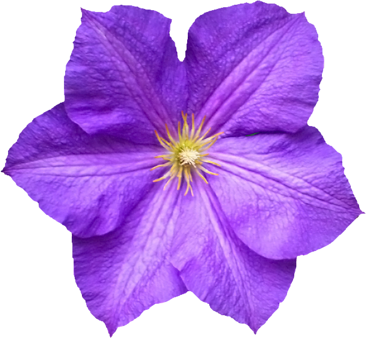 Flower Petal - Flower (1500x1500), Png Download