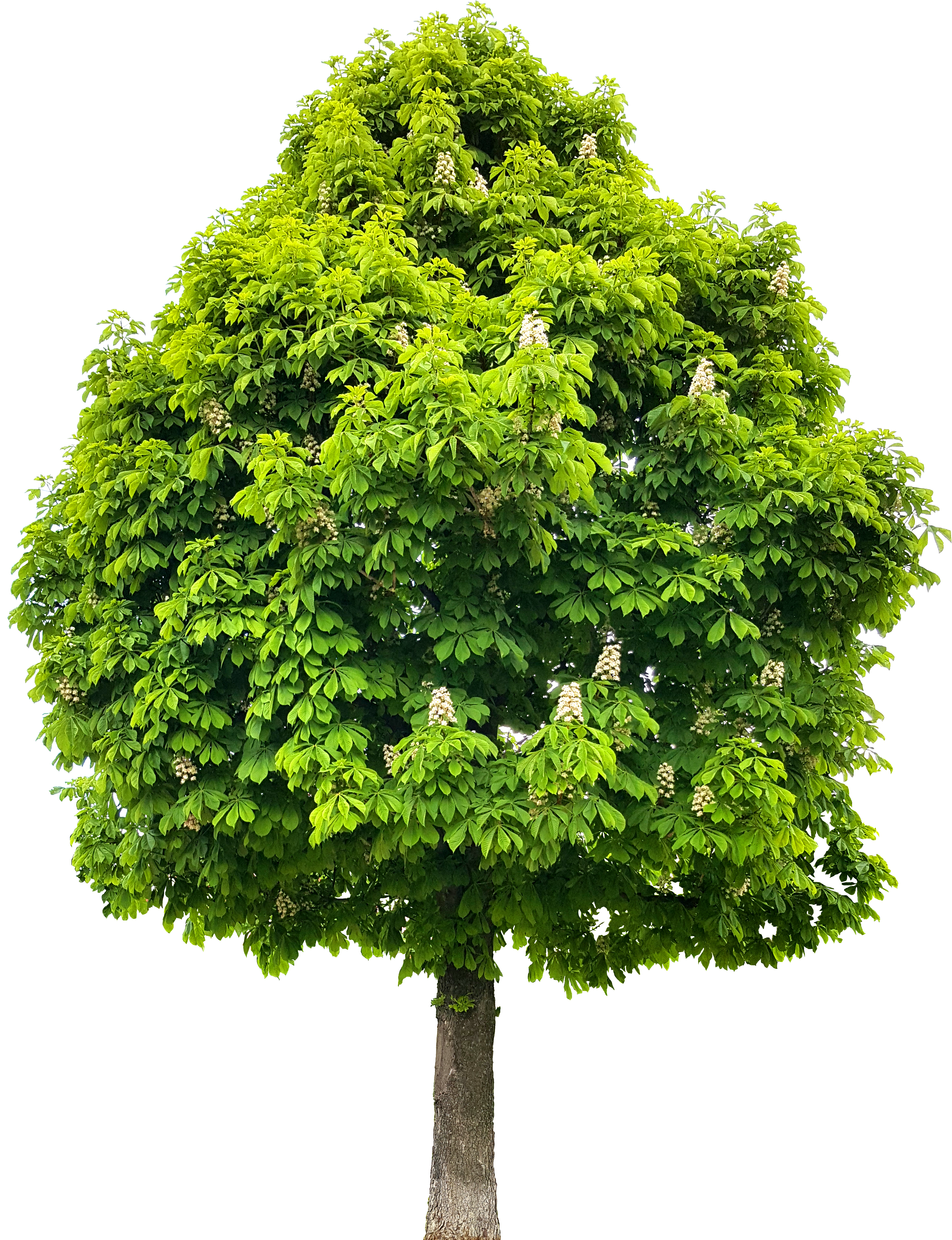 Horse Chestnut Tree (2944x3832), Png Download