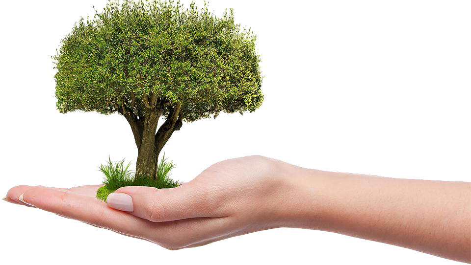Save Tree Png Hd - Plant A Tree Png (960x542), Png Download