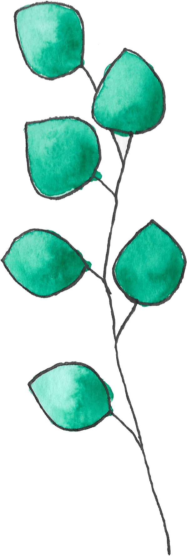 Watercolor Painting Eucalyptus Green Nature - Sketch (686x1842), Png Download