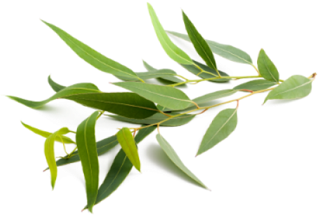 Eucalyptus Essential Oil Graphic Library - Eucalyptus Png (500x500), Png Download