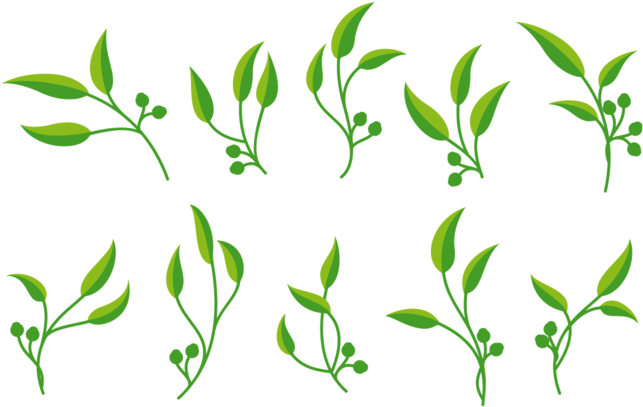 Eucalyptus Vector - Gum Trees (700x490), Png Download