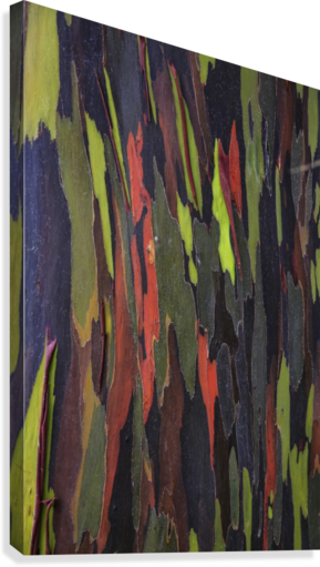 Bark Of The Rainbow Eucalyptus - Bark Of The Rainbow Eucalyptus (eucalyptus Deglupta) (289x511), Png Download