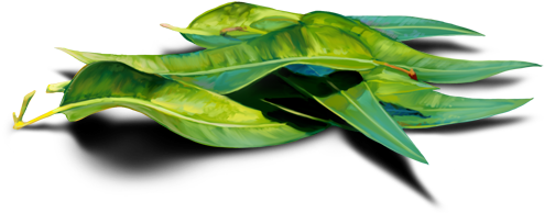 Eucalyptus - Learning (500x348), Png Download