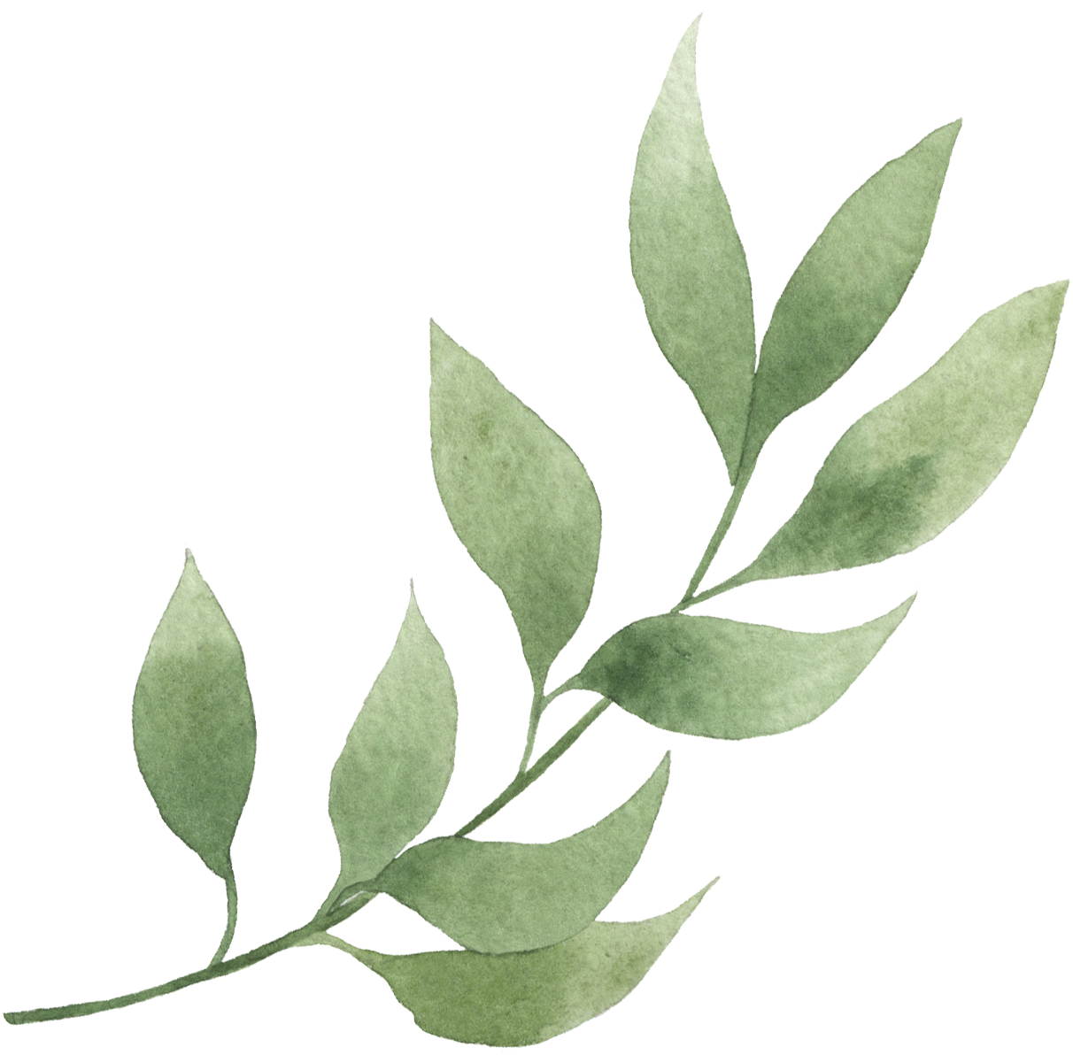 Element28 - Bay Laurel (1366x1357), Png Download
