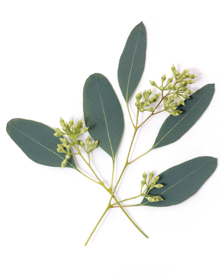 Eucalyptus Plant Png (729x925), Png Download