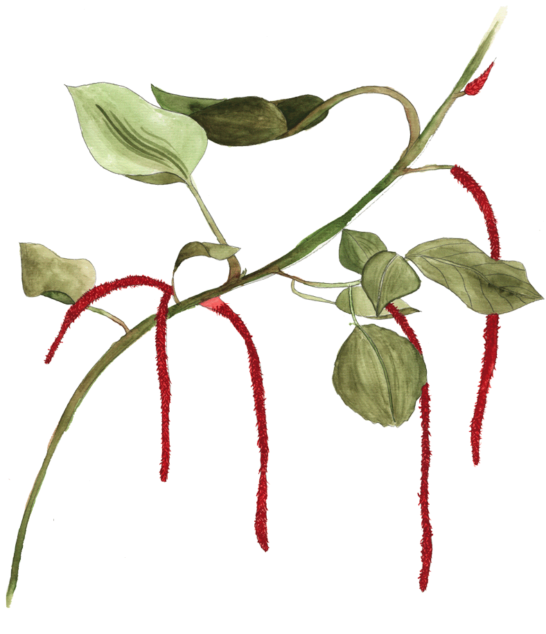 Available In Shop - Illustration (795x1000), Png Download