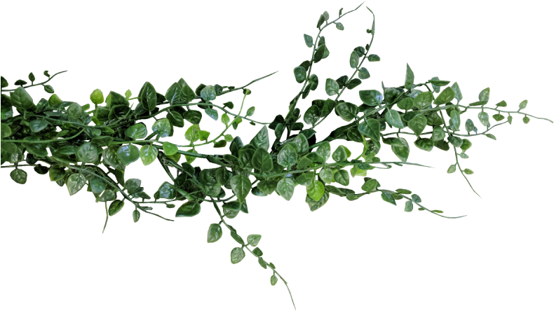 Eucalyptus Garland Png - Eucalyptus Garland Transparent Png (800x600), Png Download
