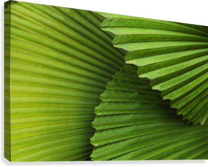 Palm Leaves And Fronds At The Singapore Zoo - Gallery-wrapped Canvas Art Print 10 X 7 Entitled Palm (428x344), Png Download