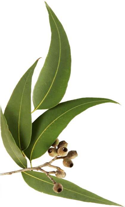Huile Essentielle D'eucalyptus Globulus - Nature Shield Immune-boosting Essential Oil Blend. (481x700), Png Download