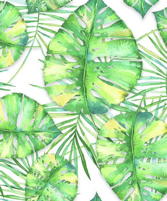 Click And Drag To Re-position The Image, If Desired - Swiss Cheese Plant (583x700), Png Download
