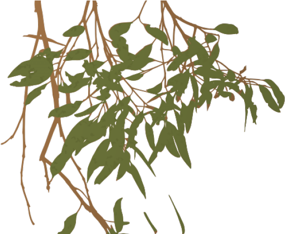 Eucalyptus Clipart Gum Tree - Gum Tree Branch Clip Art (640x480), Png Download