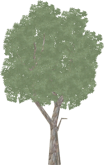 Eucalyptus - Mexican Pinyon (575x575), Png Download