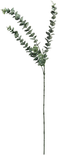 Eucalyptus Leaf Blue Stem 83cm - Gum Trees (500x500), Png Download