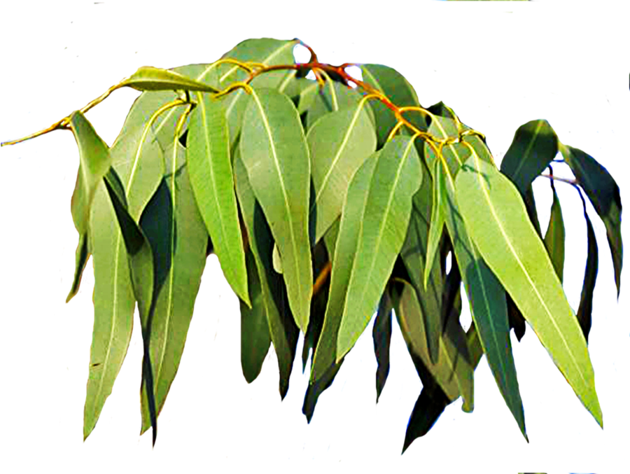 Free Download Eucalyptus Leaves Clipart Leaf Eucalyptus - Gum Tree Leaves South Africa (900x677), Png Download