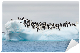 Adult Adele Penguins Grouped On Iceberg Wall Mural - Penguin On An Iceberg (400x400), Png Download