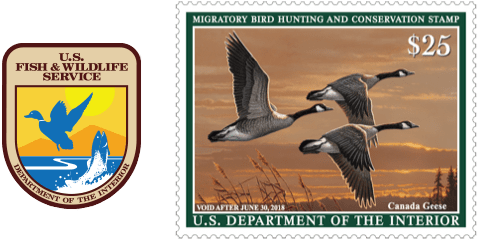 2017 Federal Duck Stamp Showing - Federal Duck Stamp (500x240), Png Download